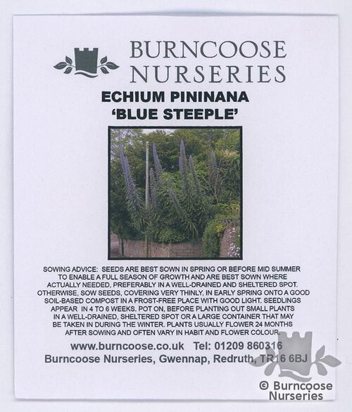 ECHIUM pininana 'Blue Steeple' 