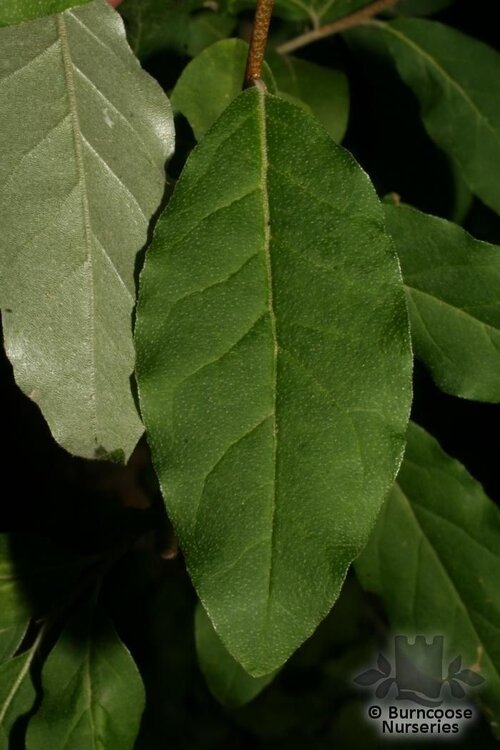 ELAEAGNUS angustifolia  