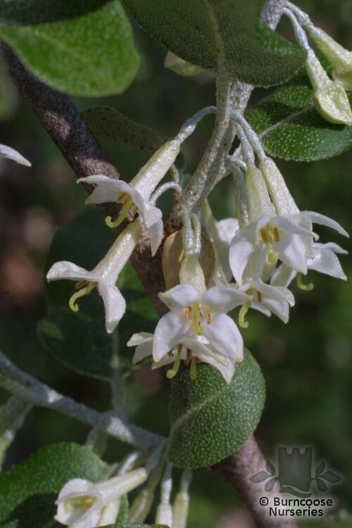 ELAEAGNUS umbellata  