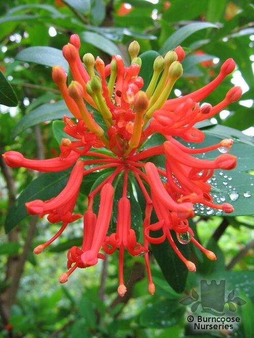 EMBOTHRIUM   