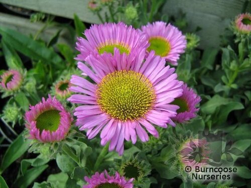 ERIGERON glaucus 'Sea Breeze'  