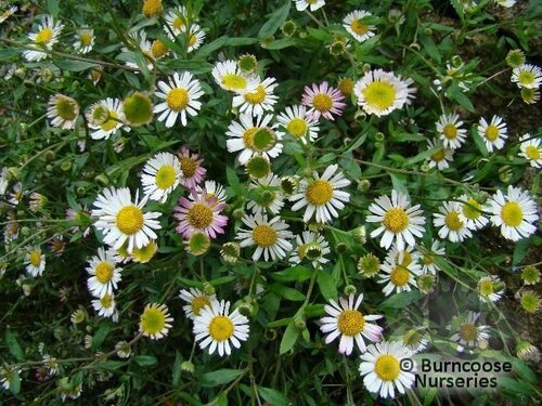 ERIGERON   
