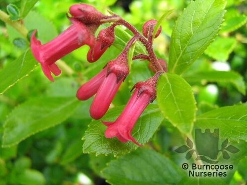 ESCALLONIA   