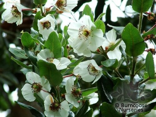EUCRYPHIA cordifolia  