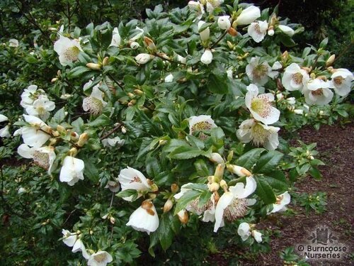 EUCRYPHIA glutinosa  