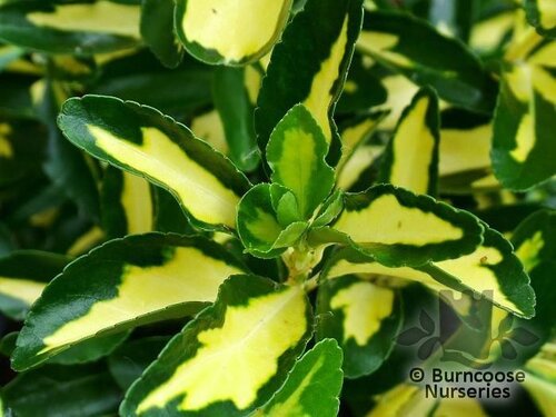 EUONYMUS   