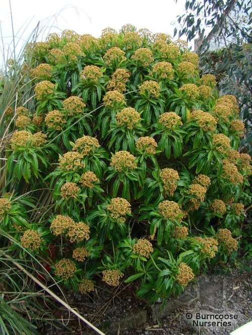 EUPHORBIA mellifera  