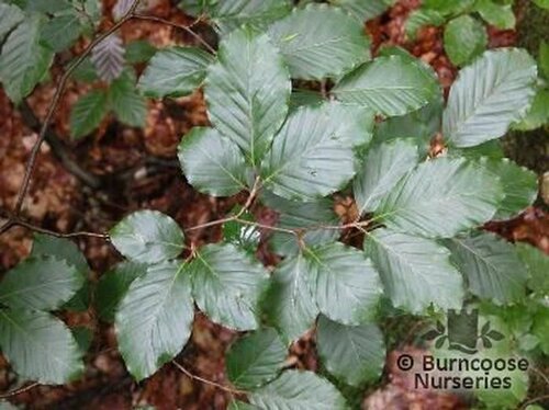 FAGUS sylvatica  