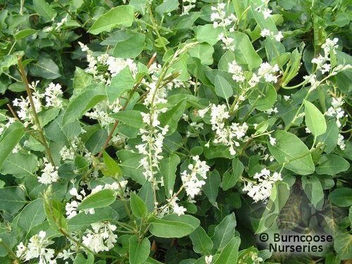 FALLOPIA   