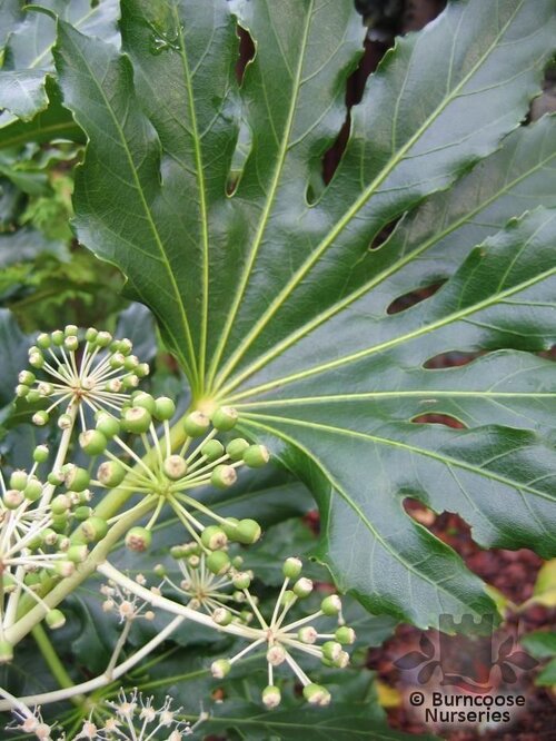 FATSIA japonica  