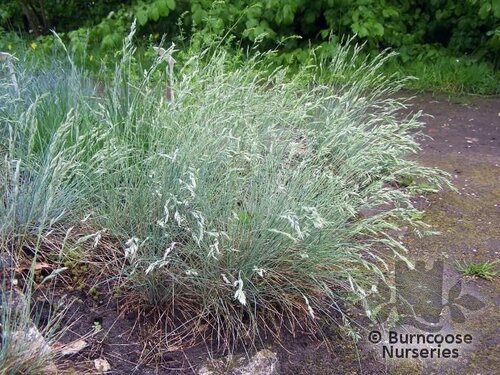 FESTUCA glauca  