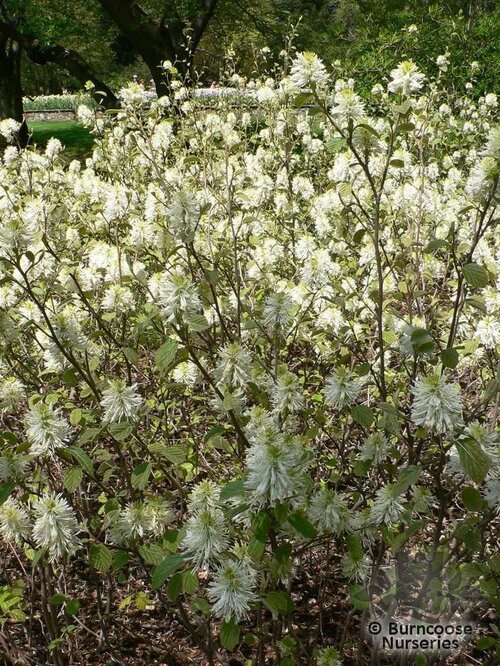 FOTHERGILLA   