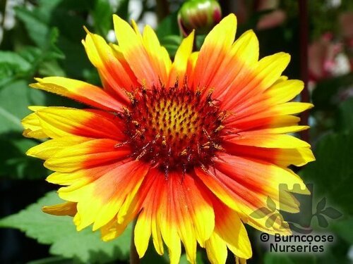 GAILLARDIA   