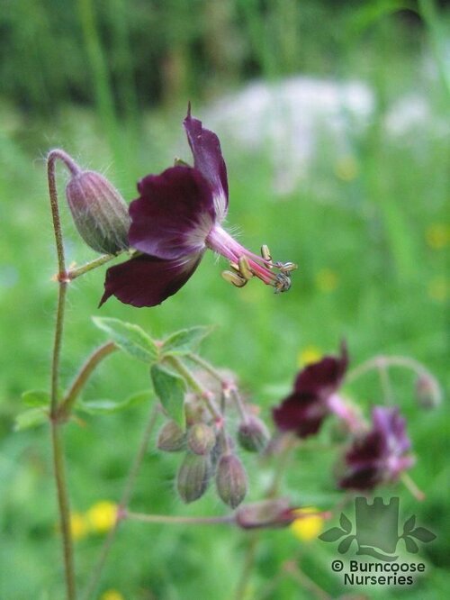 GERANIUM phaeum  