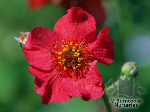 GEUM 'Mrs J Bradshaw'  