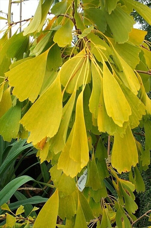 GINKGO biloba 'Saratoga' 