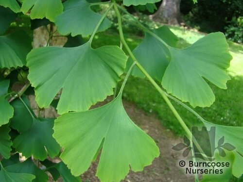 GINKGO biloba  