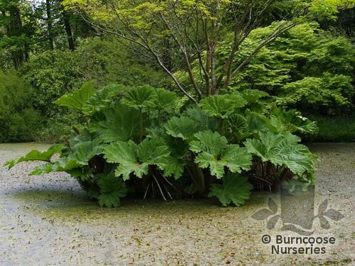 GUNNERA   