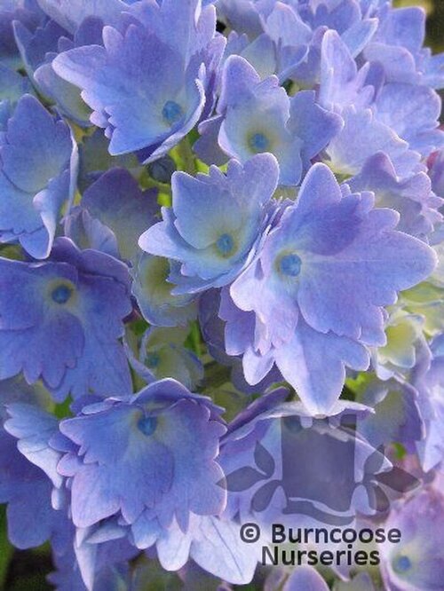 HYDRANGEA 'Altona'  