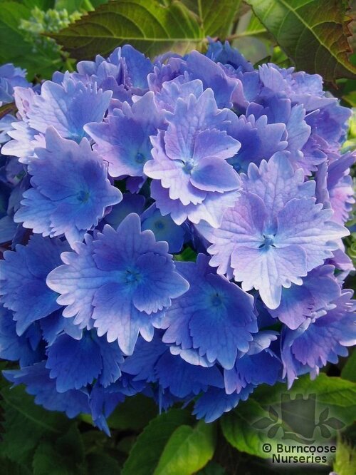 HYDRANGEA   