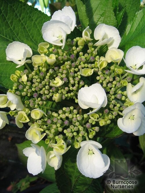HYDRANGEA 'Libelle'  