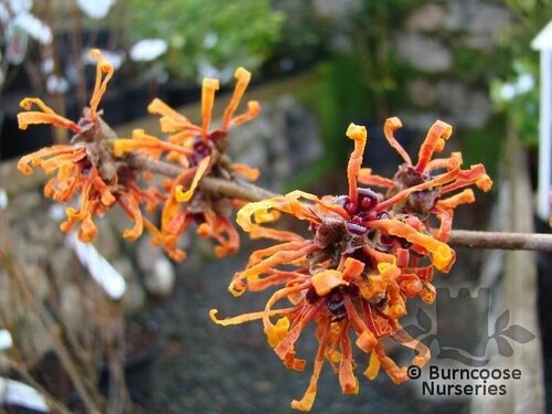 HAMAMELIS x intermedia 'Jelena' 