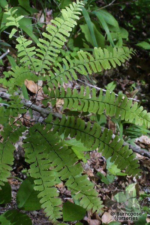 HARDY FERNS Adiantum pedatum 
