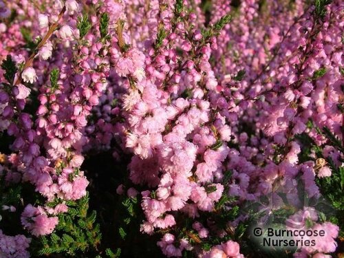 HEATHERS Calluna vulgaris 'Peter Sparkes' 