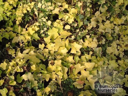 HEDERA   