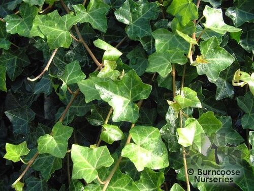HEDERA helix 'Hibernica' 