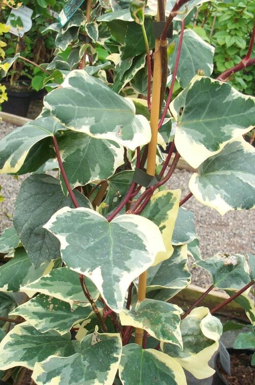 HEDERA canariensis 'Variegata' 