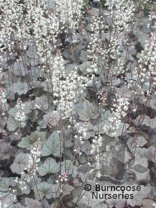 x HEUCHERELLA   