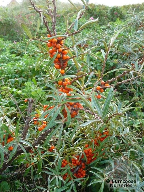 HIPPOPHAE rhamnoides  