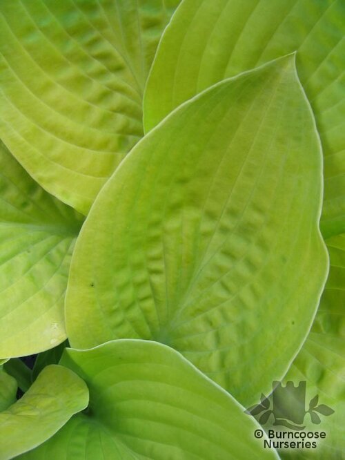HOSTA 'August Moon'  