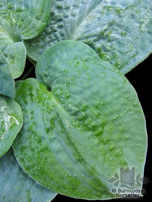 HOSTA sieboldiana 'Big Daddy' 