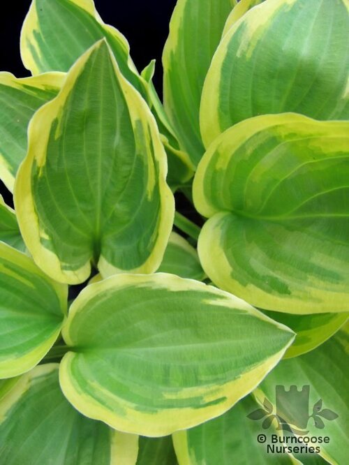 HOSTA 'Golden Tiara'  