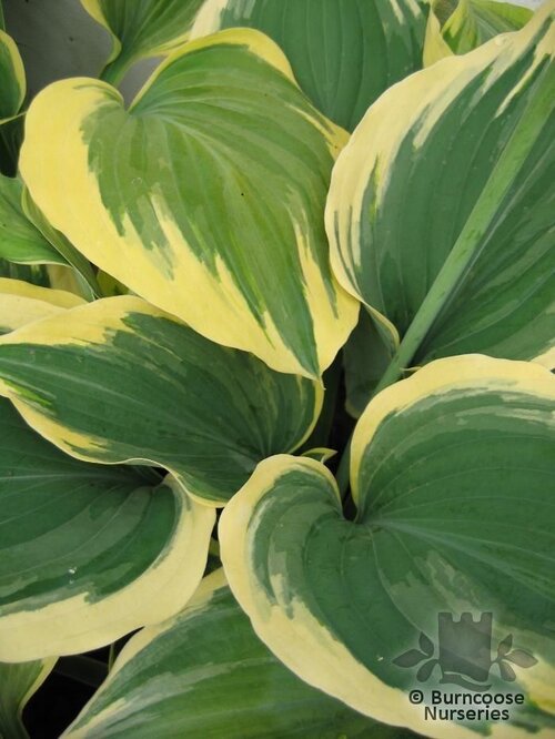 HOSTA 'Liberty'  