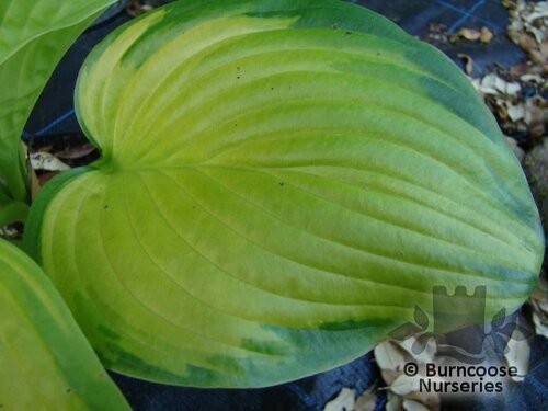 HOSTA 'Stained Glass'  