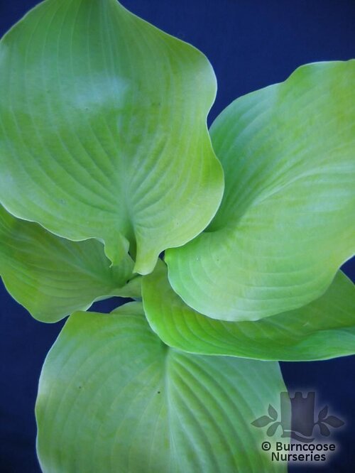HOSTA 'Sum and Substance'  
