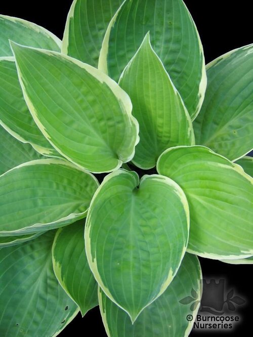 HOSTA fortunei aureomarginata 