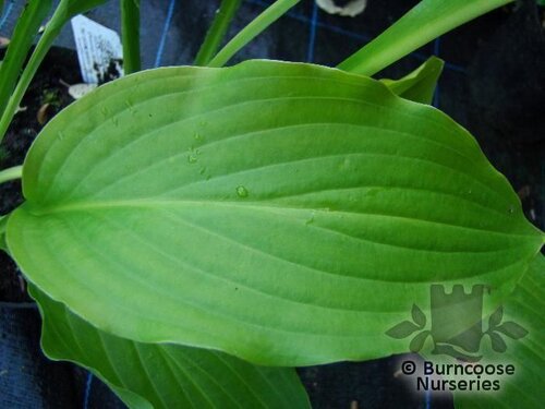 HOSTA 'Honeybells'  