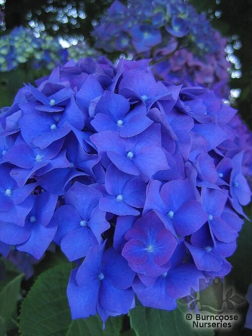 HYDRANGEA 'Enziandom'  
