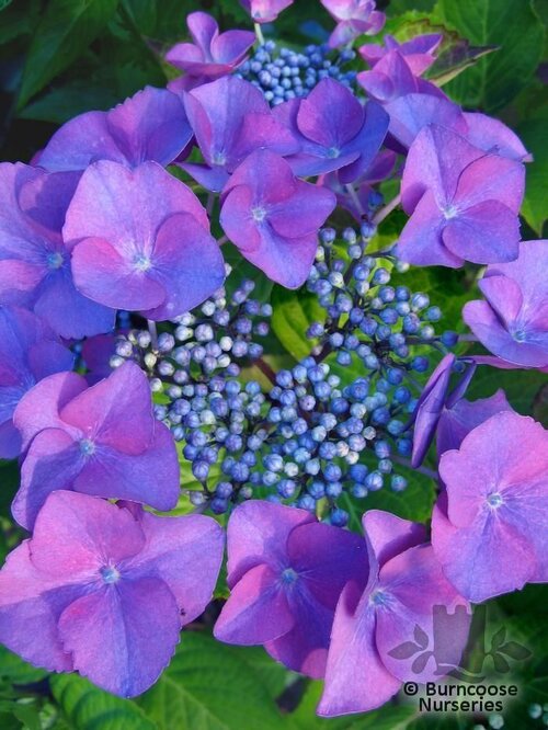 HYDRANGEA 'Geoffrey Chadbund'  