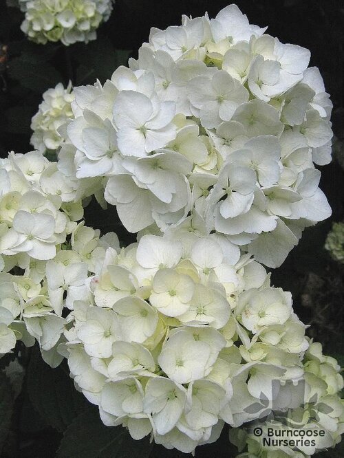 HYDRANGEA 'Mme E. Mouillere'  