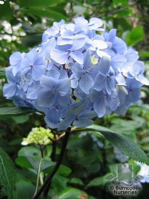 HYDRANGEA 'Nigra'  