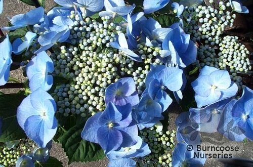 HYDRANGEA 'Zorro'  