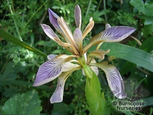 IRIS foetidissima  