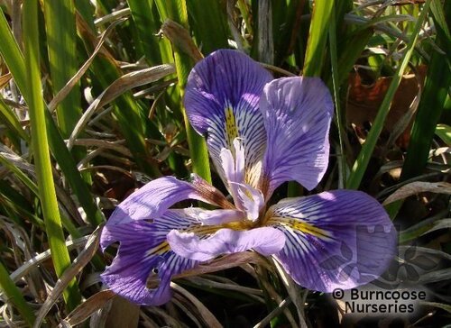 IRIS unguicularis  