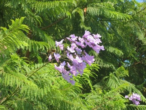 JACARANDA   