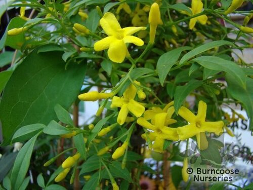 JASMINUM humile 'Revolutum'  